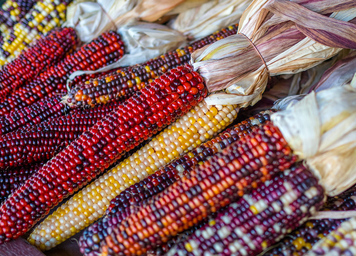 Flint corn